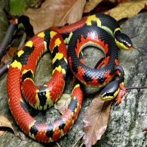 What Mistaken Identity is Common for Coral Snakes What Mistaken Identity is Common for Coral Snakes