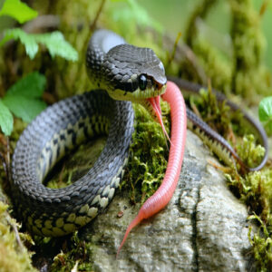 What to Feed Baby Garter Snakes