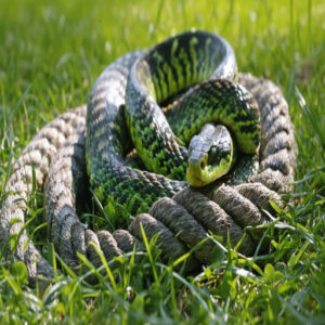 will a snake cross a braided rope