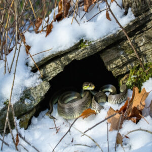 Winter Hibernation in Communal Dens