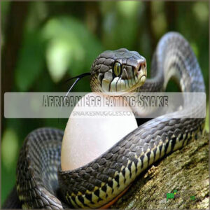 African Egg Eating Snake