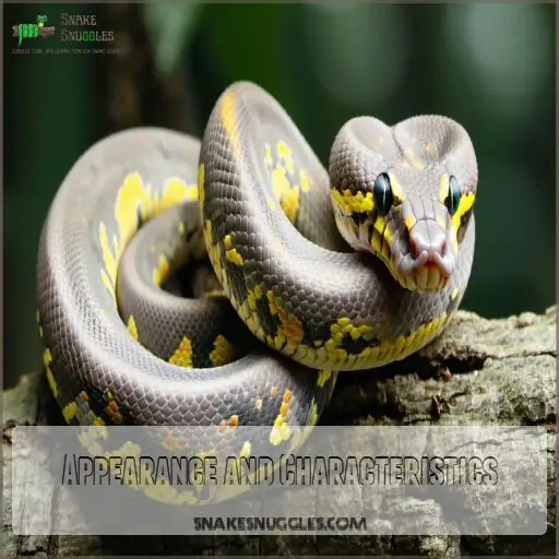 Pastel Ball Python: Your Complete 2025 Care & Breeding Guide (With Photos)