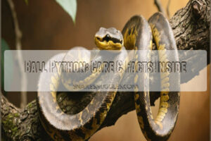 ball python species information