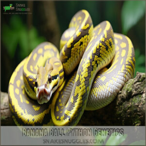 Banana Ball Python Genetics