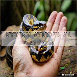 Benefits of Handling for Ball Python Health