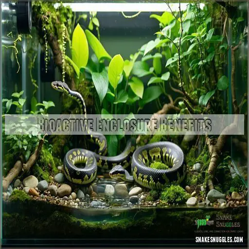 Setting Up a Bioactive Terrarium for Ball Python: Best Care Guide in 2025