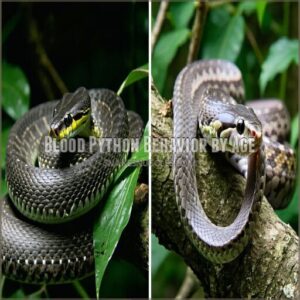 Blood Python Behavior by Age