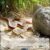 Corn Snake Species Facts: 10 Mind-Blowing Things You Never Knew!