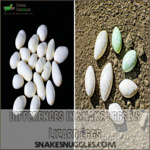 Differences in Snake Eggs Vs Lizard Eggs