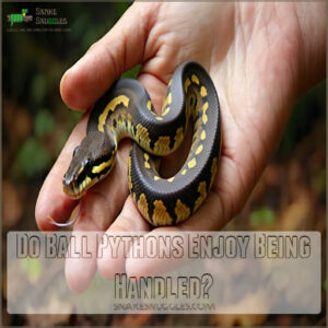 Do Ball Pythons Enjoy Being Handled