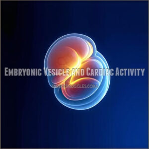 Embryonic Vesicle and Cardiac Activity