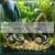 How to Prepare Frozen Mice Snake Food: Safe Thawing & Feeding Tips