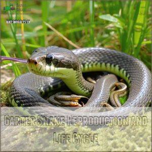 Garter Snake Reproduction and Life Cycle