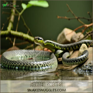 Garter Snakes