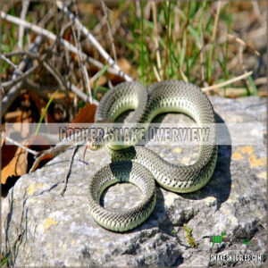 Gopher Snake Overview