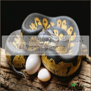 how to tell if your female ball python is gravid