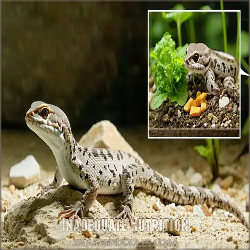 View of Common Reptile Skin Issues: Causes, Symptoms, and Effective Treatments