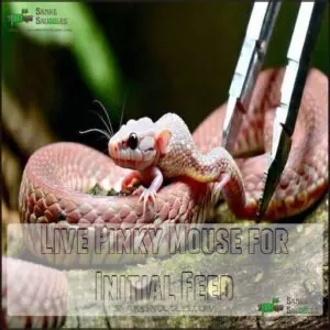 Live Pinky Mouse for Initial Feed Live Pinky Mouse for Initial Feed