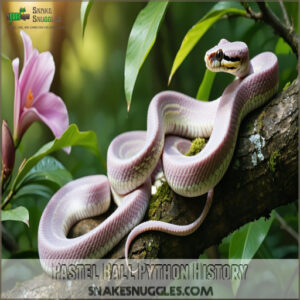 Pastel Ball Python History