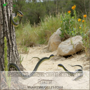 Ratsnakes, Shovel-nosed Snakes, and Racers