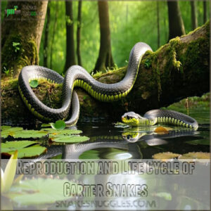 Reproduction and Life Cycle of Garter Snakes