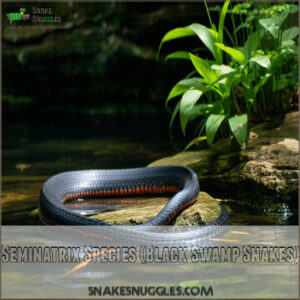 Seminatrix Species (Black Swamp Snakes)