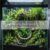 Setting Up a Bioactive Ball Python Enclosure: Complete Beginner's Guide