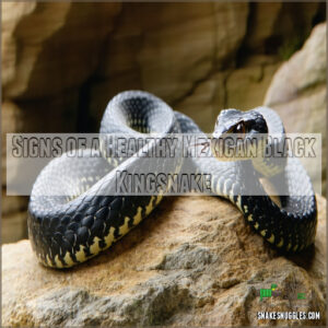 Signs of a Healthy Mexican Black Kingsnake