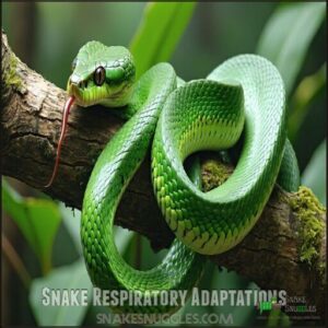 Snake Respiratory Adaptations