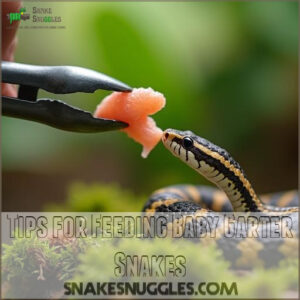 Tips for Feeding Baby Garter Snakes