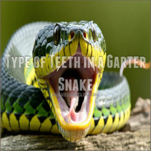 Type of Teeth in a Garter Snake