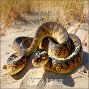 Western Hognose