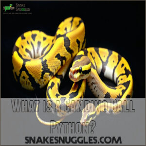 What is a Candino Ball Python