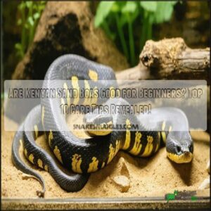 are kenyan sand boas good for beginners