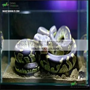 Ball Python Morph Basics Ball Python Morph Basics