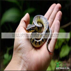 Ball Python Pet Suitability