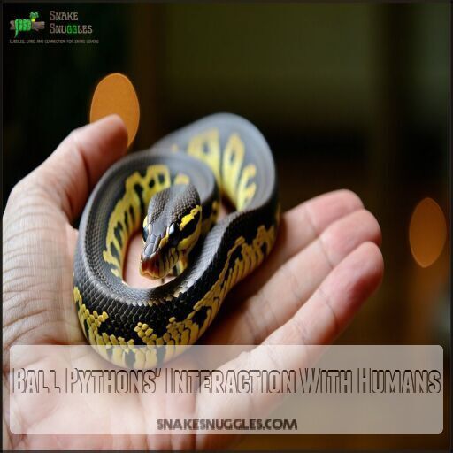 Do Ball Pythons Have Good Eyesight? Understanding Their Vision Abilities