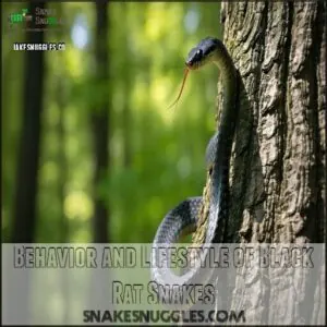 Behavior and Lifestyle of Black Rat Snakes Behavior and Lifestyle of Black Rat Snakes