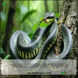 Boa Constrictor Eating Habits Boa Constrictor Eating Habits