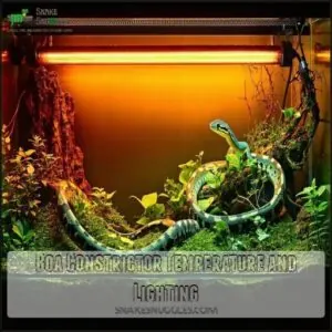 Boa Constrictor Temperature and Lighting Boa Constrictor Temperature and Lighting