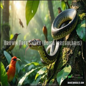 Brown Tree Snake (Boiga Irregularis)