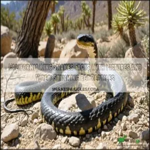 california king snakes facts with pictures and video california king snakes facts with pictures and video