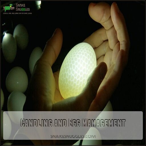 How to Breed a Ball Python With Timeline and Pictures!