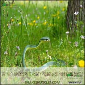 Characteristics of Smooth Green Snake