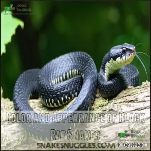 Color and Appearance of Black Rat Snakes Color and Appearance of Black Rat Snakes