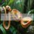 Picture of Corn Snake Shedding Secrets: When, Why, and How to Help!