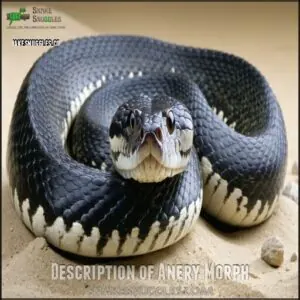 Description of Anery Morph Description of Anery Morph