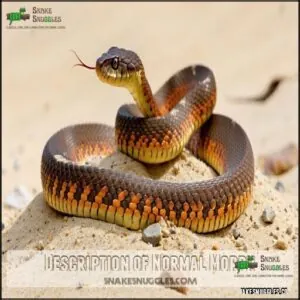 Description of Normal Morph Description of Normal Morph