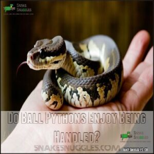 Do Ball Pythons Enjoy Being Handled