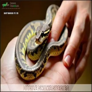 Docile Snake Species Docile Snake Species